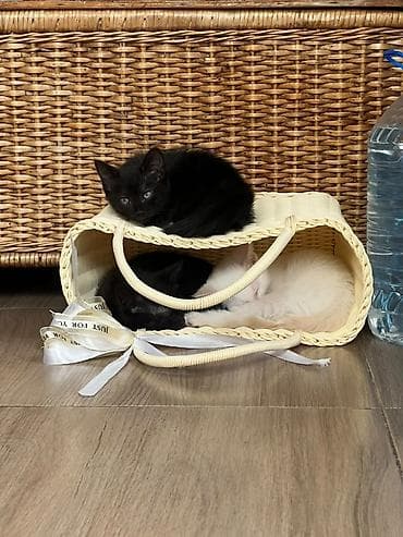 Котята, домашние, ручные - Возраст: примерно 2–3 месяца - Окрас