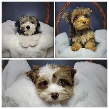 хаски щенок купить: Йоркширский терьер, 3 месяца, Самец, С прививкой, С родословной — 2