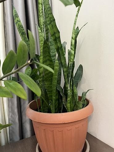 Сансевиерия (щучий хвост) в горшке - Крупное комнатное растение с