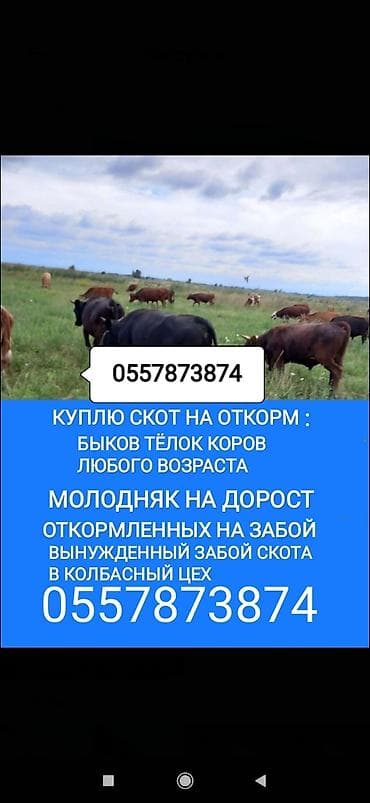 Жеке жак, Колбаса цехи : Уйлар, букалар, Жылкылар, аттар, Башка а/ч жаныбарлары, | Күнү-түнү, Бардык шартта, Союлган