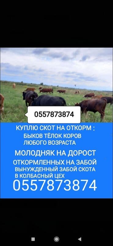 продам бу оборудование для птицефабрики: Куплю | Коровы, быки, Лошади, кони, Другие с/х животные | Круглосуточно, Откормленные, Любое состояние — 1