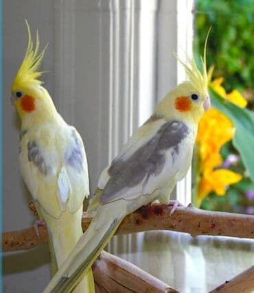 трафареты для рисования животных: Попугаи кареллы хорошо учатся говорить и приручаются к рукам. Так же — 8