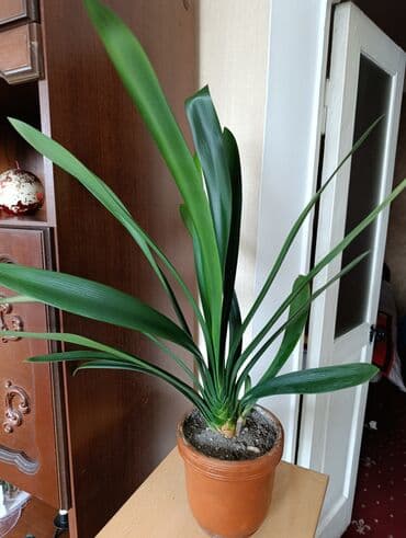 комнатные растения из голландии в бишкек каталог: Комнатные растения - хлорофитумы кудрявые, плющи вариегатные, кливия — 9