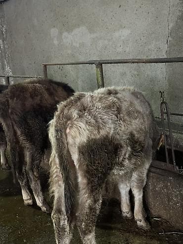 тай россия: Продаю | Бык (самец), Музоо, торпок | На откорм, Для разведения | Привязанные — 6