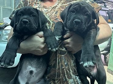 cane corso: Кане-корсо, 2 месяца, Самец — 7