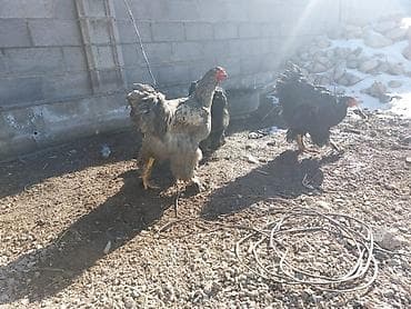 Аквариумы: Продаю | Петух — 7