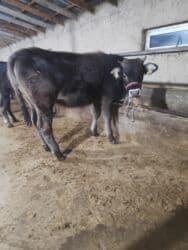 продажа французских бульдогов: Продаю | Тёлка | Швицкая | Для разведения, Для молока | Не стельные — 1