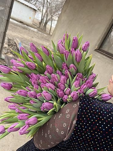 спал диван: 🌷 Тюльпаны на продажу! Свежие, качественные, выращиваем сами. С — 5