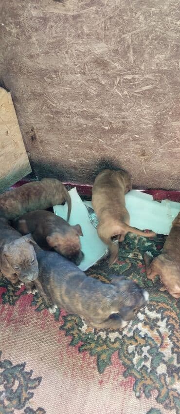 Ит кууту: Щенки тигрового окраса - Помёт щенков с тигровой окраской шерсти — 1