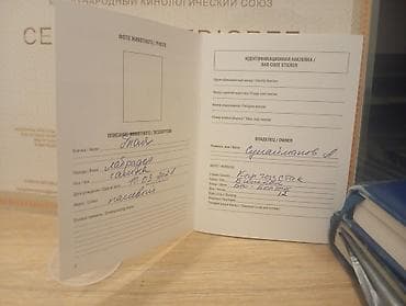 щенки спанелья: Предлагаются к продаже щенки лабрадор-ретривера. 🔸 Возраст: 34 дней 🔸 — 10