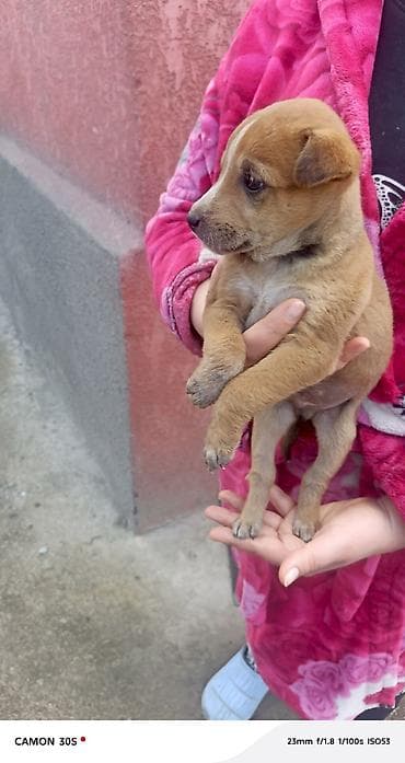 хомяк домашний купить: Отдам щенков Особенности: - шерсть плотная, короткая, легко — 2