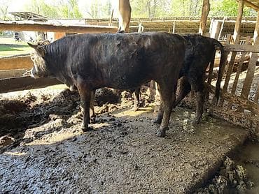 байтал минги: Продаю | Бык (самец) | На откорм | Привязанные — 4