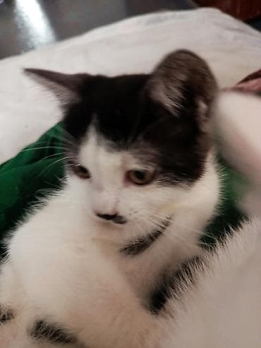 шотландская кошка черная: Скотиш Страйт (Шотландская прямоухая), 4 месяца, Девочка, Биколор, Метис, Приучена к лотку, Проглистована — 3