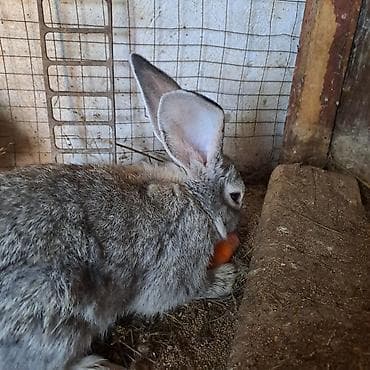 кролики великан: Продаю | Крольчата | Серый великан | Для разведения — 1