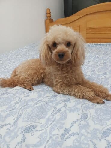 Вязка: Пудель, Самец, 3 года