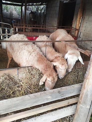 кой эдилбай: 3шт кой — 1