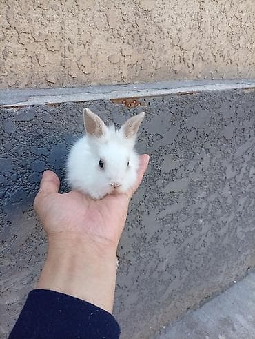 собака такса щенок: Карликовые декоративные кролики (пуховые «львиноголовые» типаж). - — 6