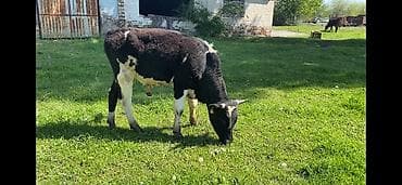 быки оптом: Продаю | Бык (самец) — 2