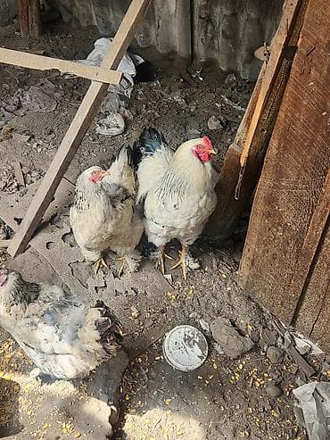 цеплята несушки: Продаю | Куры | Брама | Для разведения — 2