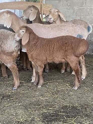 козы зааненские: Продаю | Ягненок | Для разведения — 2