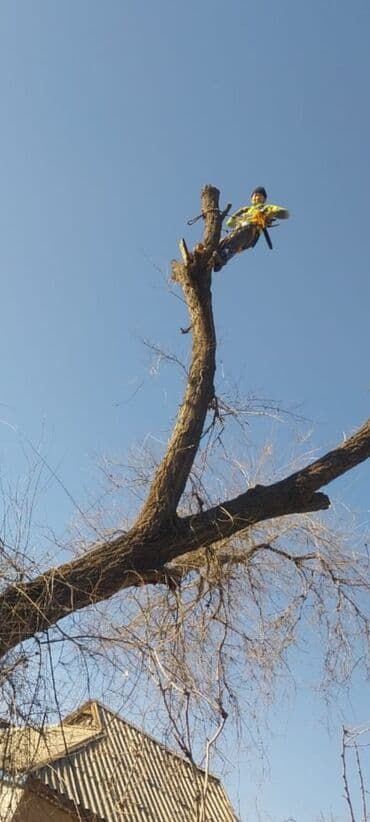 работу разнорабочий: Спил дерево Профессиональные высотные работы по деревьям удаление — 2