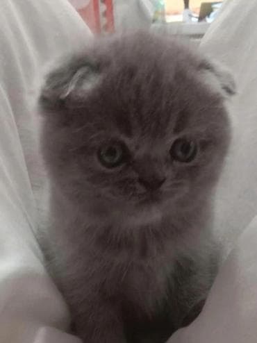 Шотландские вислоухие котята (Scottish Fold), окрас голубой