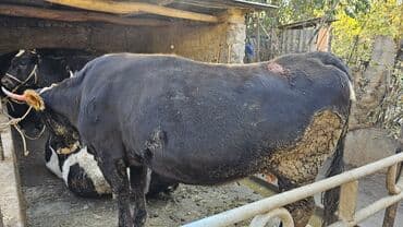 дойных коров: Продаю | Корова (самка) | Для разведения | Привязанные — 3