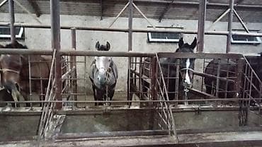 кой порода: Продаю | Кобыла (самка), Конь (самец), Жеребец — 3