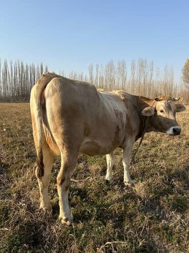 продам бу оборудование для птицефабрики: Продаю | Корова (самка), Бык (самец) | На откорм | Племенные — 7
