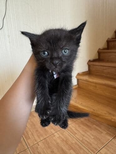 продам домик для кошки: Отдам в хорошие руки котят❗️ — 3