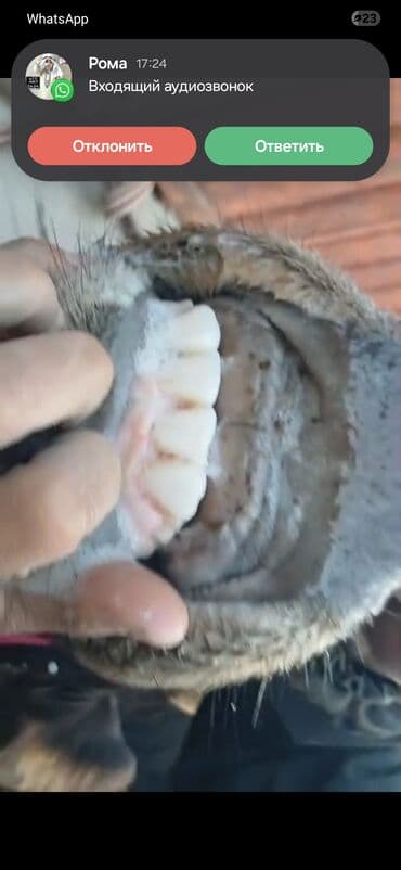 Иттер: Сатам | Уй (ургаачы) | Сүт алуу үчүн — 6