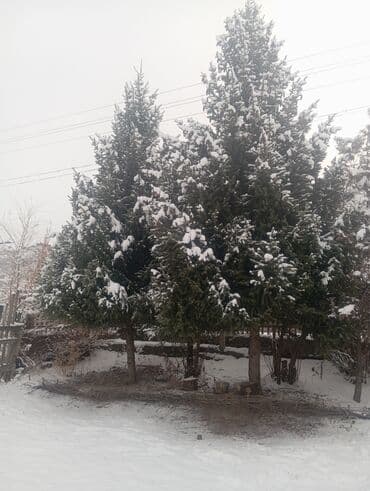 диван гостевой: Саженцы деревьев: Ели — 2