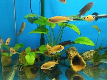 форель бишкек: Продаю подростков псевдотрофеусов — 4