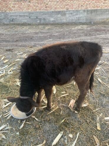 Продаю | Тёлка | Полукровка | На откорм | Привязанные