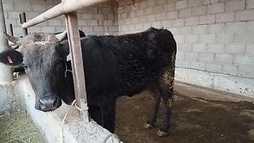 Аквариумы: Продаю | Тёлка | На откорм | Привязанные — 2