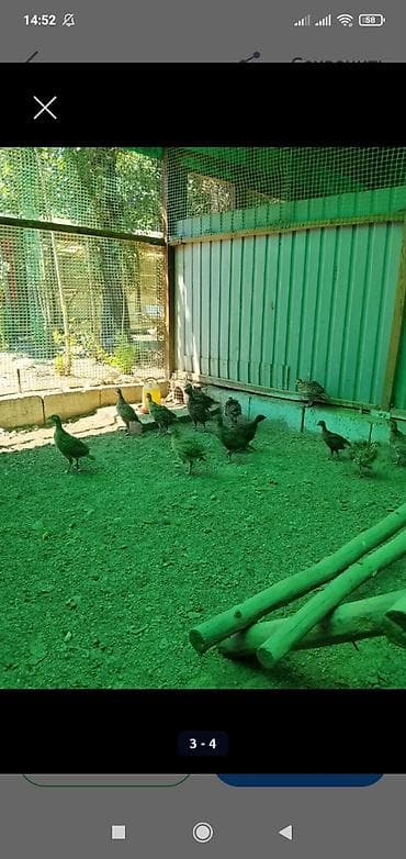 охота собака: Продам молодых охотничьих фазанов — 4