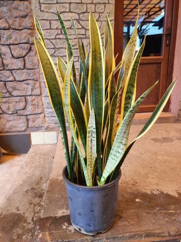 продам рассаду помидор: Санцевлерия пестролистная 4000 сом — 1