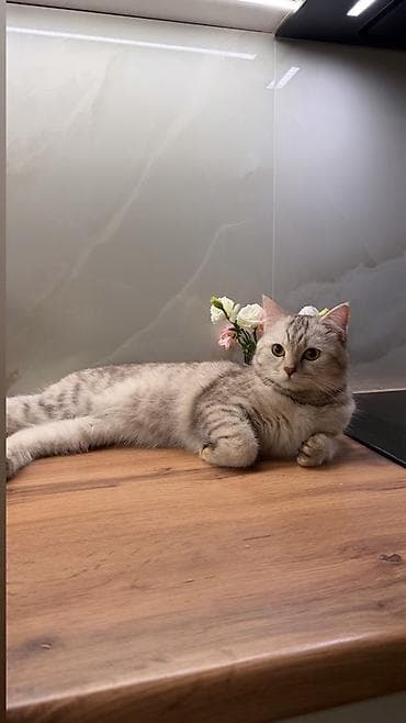 scottish fold: Скотиш Страйт (Шотландская прямоухая), 1 год, Девочка, Серебристая шиншилла, Приучена к лотку — 2