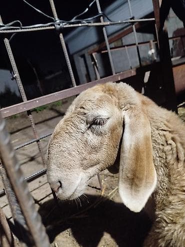продажа собак в бишкеке: Продаю | Баран (самец) | Арашан | Для разведения — 3