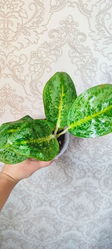 семена павловния купить в бишкеке: Зефирантес розовый 150 сом (3-4 луковицы в стакане) - ул.7 апреля 2/7 — 6