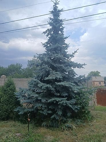 Ель голубая (Picea pungens ‘Glauca’) крупномерная для пересадки — 2