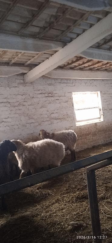 купить червей для разведения: Продаю | Овца (самка) | Для разведения | Матка — 2