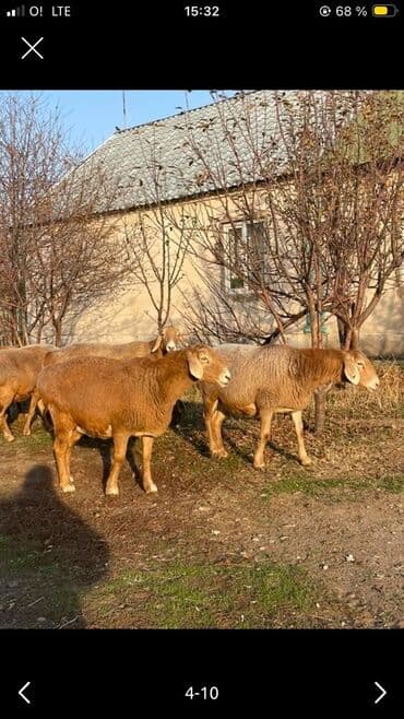молочное оборудование: Продаю | Овца (самка) | Арашан | Для разведения | Котные — 2
