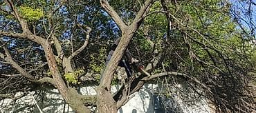 универсальный набор инструментов для дома: Профессиональная обрезка и спил деревьев альпинистом - Спил аварийных — 3