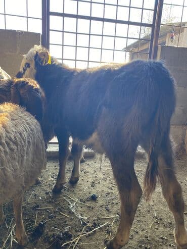 Продаю | Бык (самец) at lalafo.kg Продаю | Бык (самец)