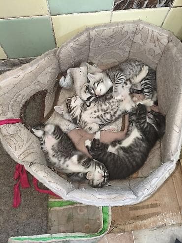 котят купить: Котята, помёт из 4 малышей. Родились 27 апреля - 2 девочки,и 2 — 9