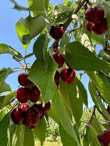 алча вишня: Только оптом! Дачная колированная черешня (кокон гилас). 500-700 кг — 1
