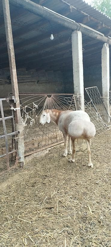отдам даром кошка: Продаю | Баран (самец) | Полукровка — 4