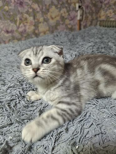 кошка бишкек: Шотландский вислоухий котёнок (Scottish Fold) - Окрас: серебристый — 4