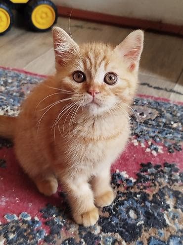 Продажа кошек: Скотиш Страйт (Шотландская прямоухая), 3 месяца, Мальчик, Красный, Приучена к лотку, Проглистована — 2